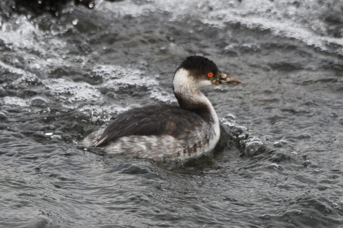 角鸊鷉 - ML645187289