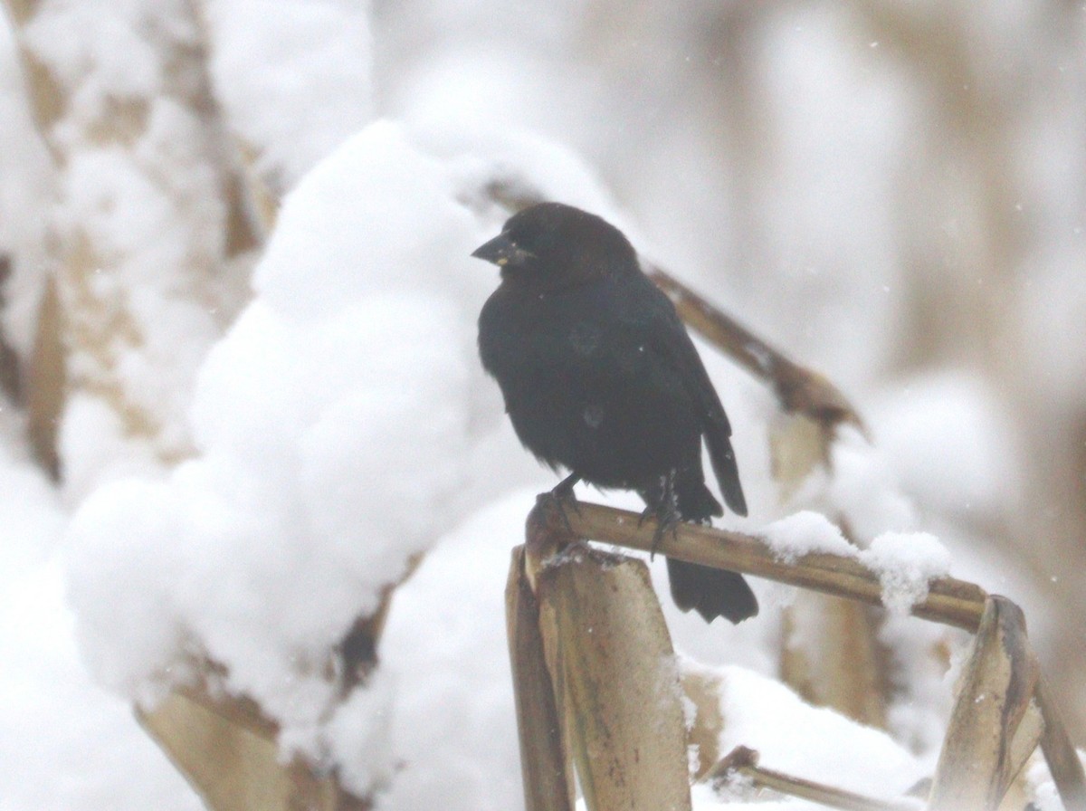 Braunkopf-Kuhstärling - ML645187290