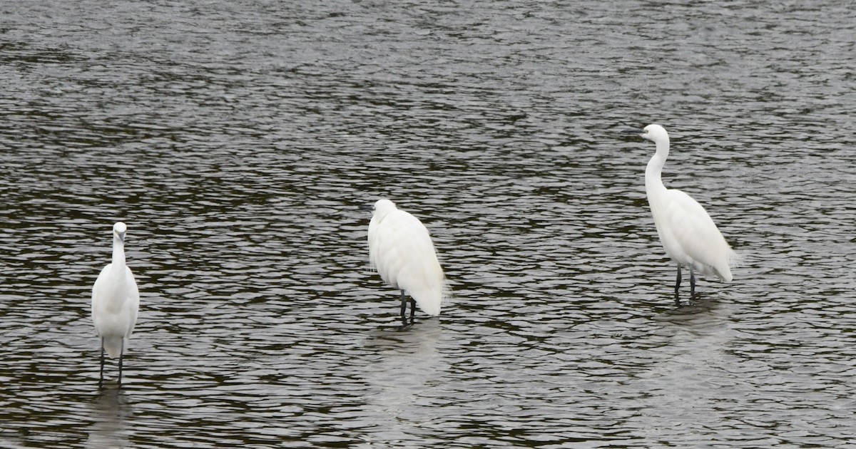 小白鷺 - ML645187296