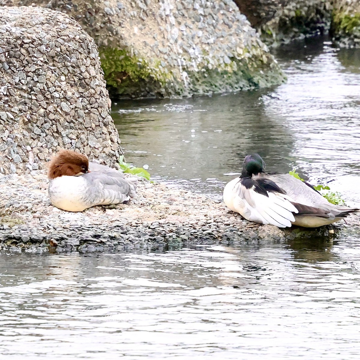 川秋沙 - ML645187298