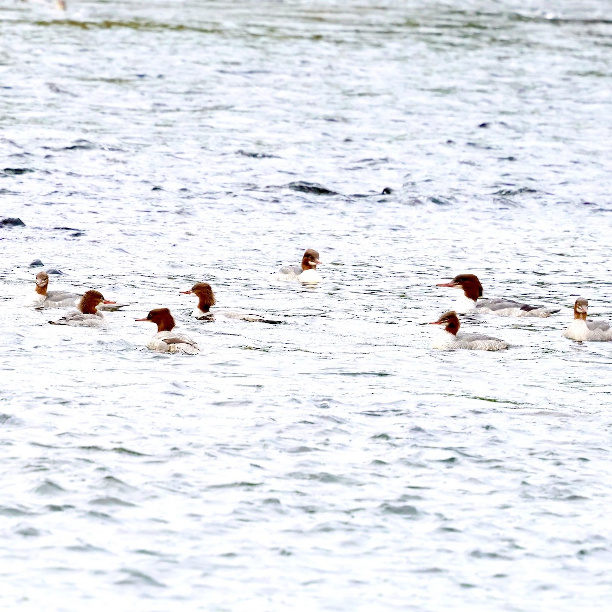 川秋沙 - ML645187299