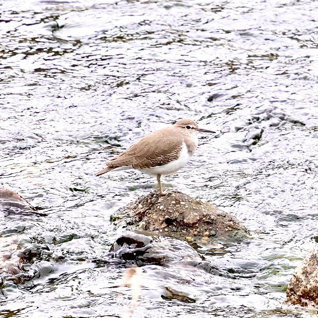 磯鷸 - ML645187310