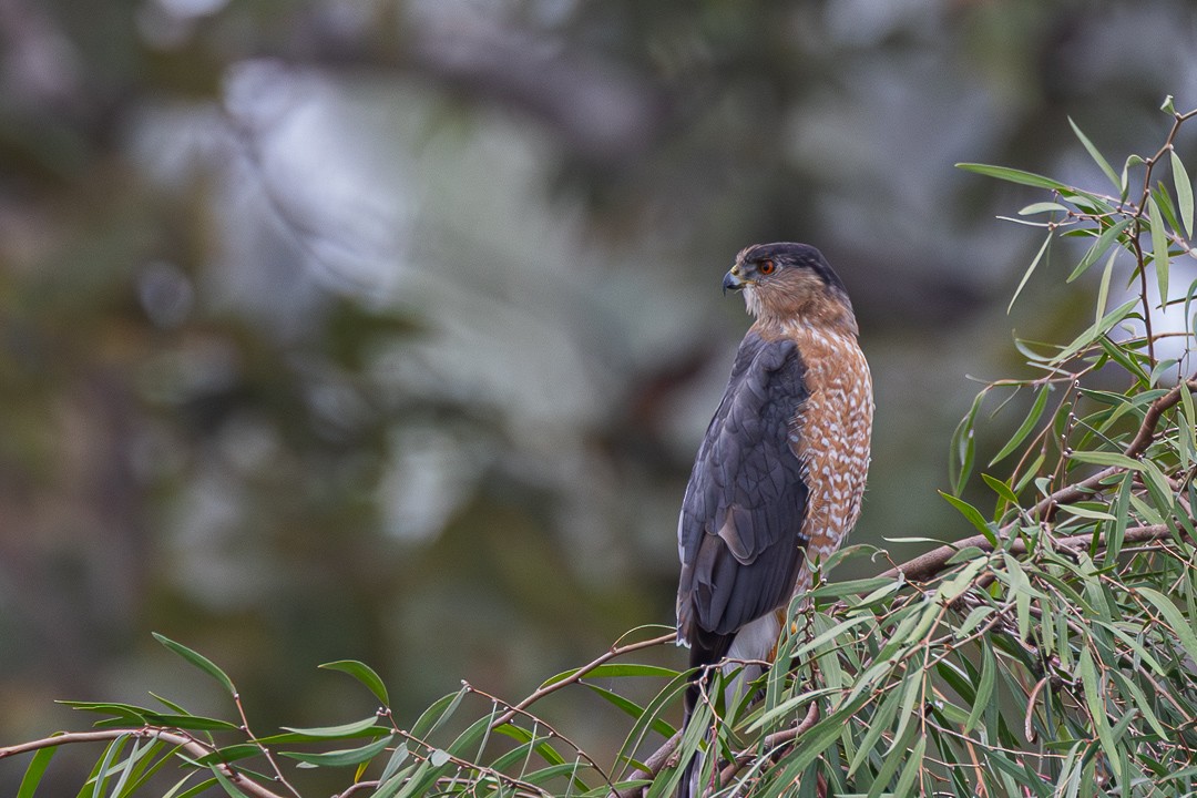 Яструб чорноголовий - ML645187311