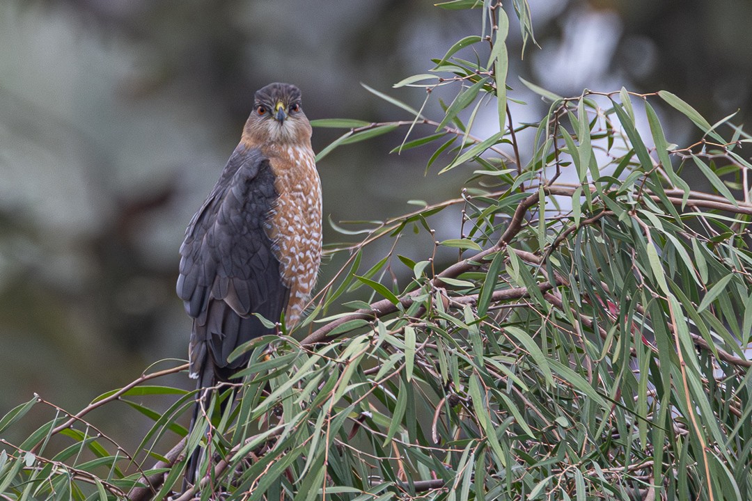 Яструб чорноголовий - ML645187314