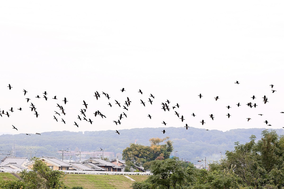 鸕鷀 - ML645187317