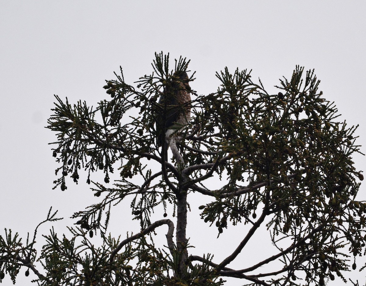 Яструб чорноголовий - ML645187319