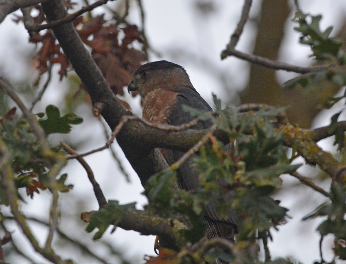 Яструб чорноголовий - ML645187320