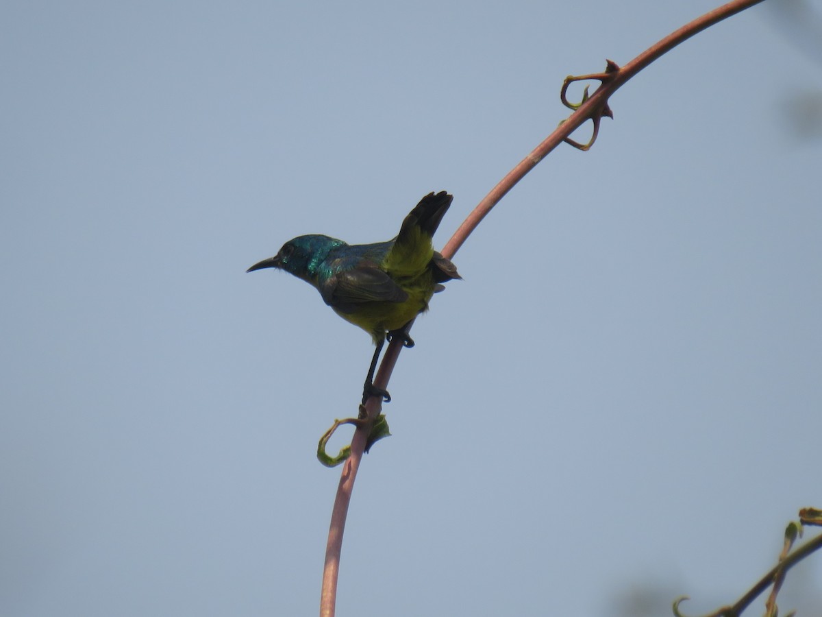 Collared Sunbird - ML645187323