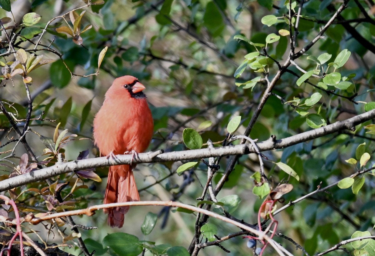 Northern Cardinal - ML645187329