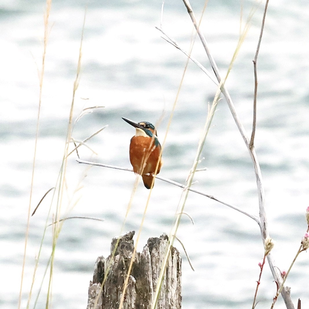 翠鳥 - ML645187332