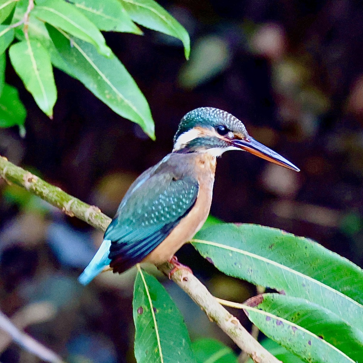 翠鳥 - ML645187333