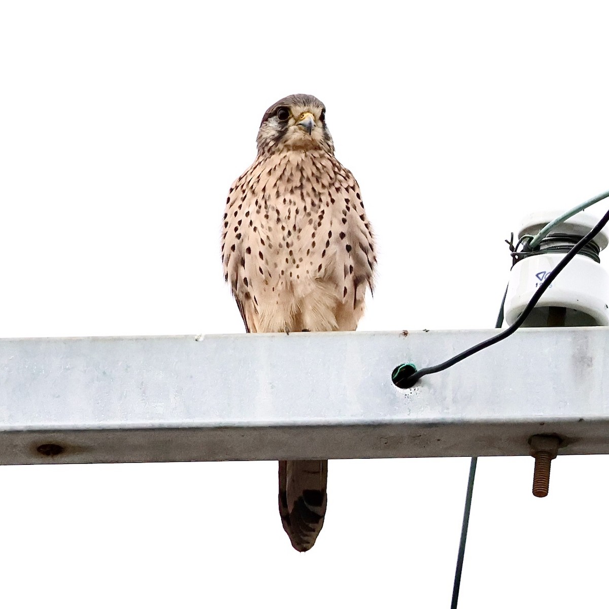 紅隼 - ML645187356