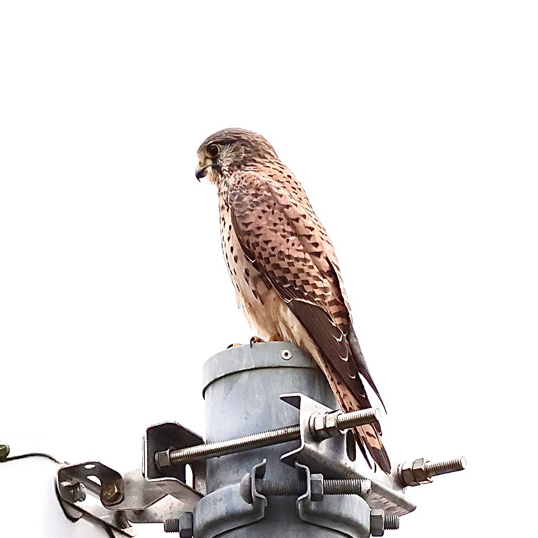 紅隼 - ML645187357