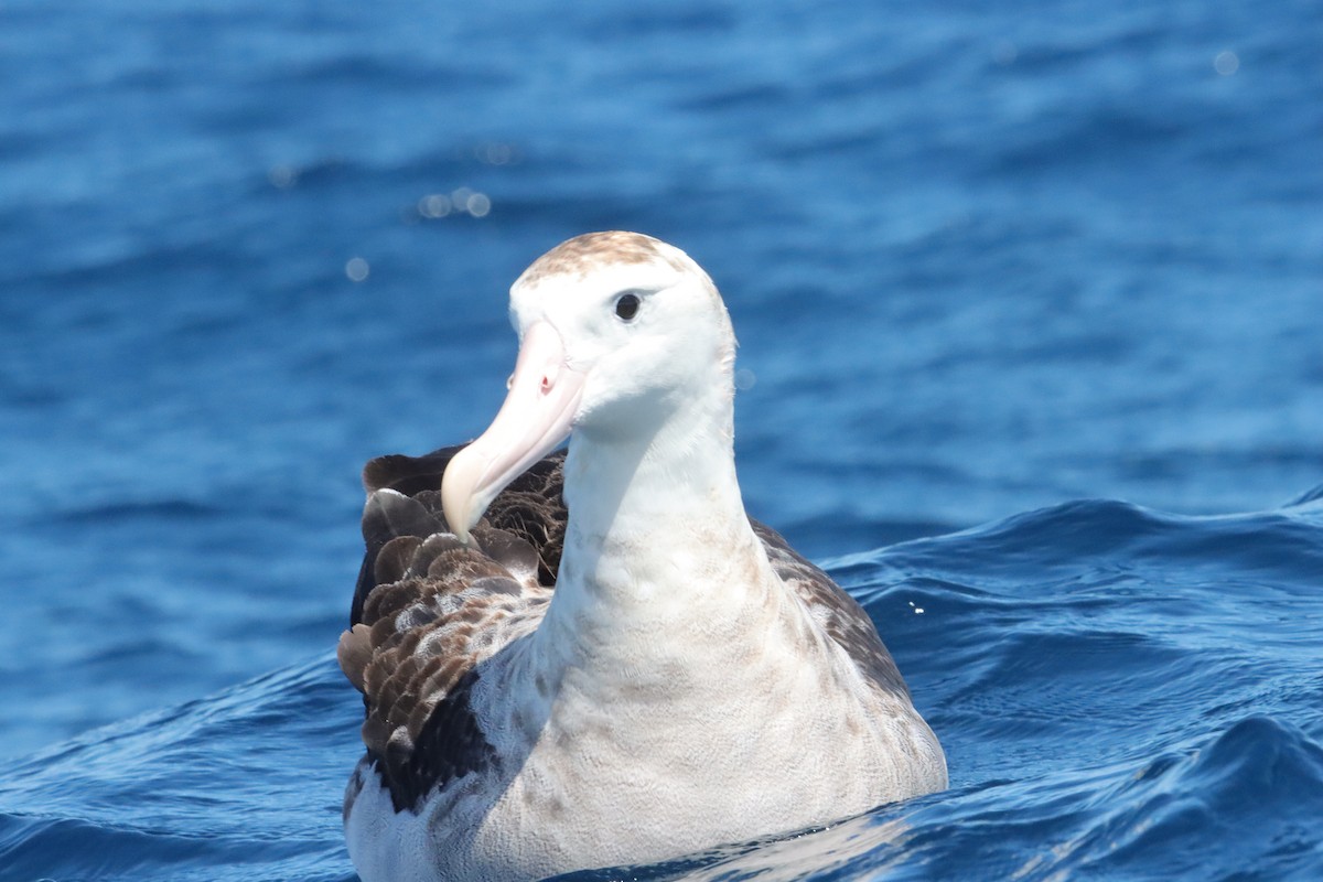 Antipodean Albatross (Gibson's) - ML645187360