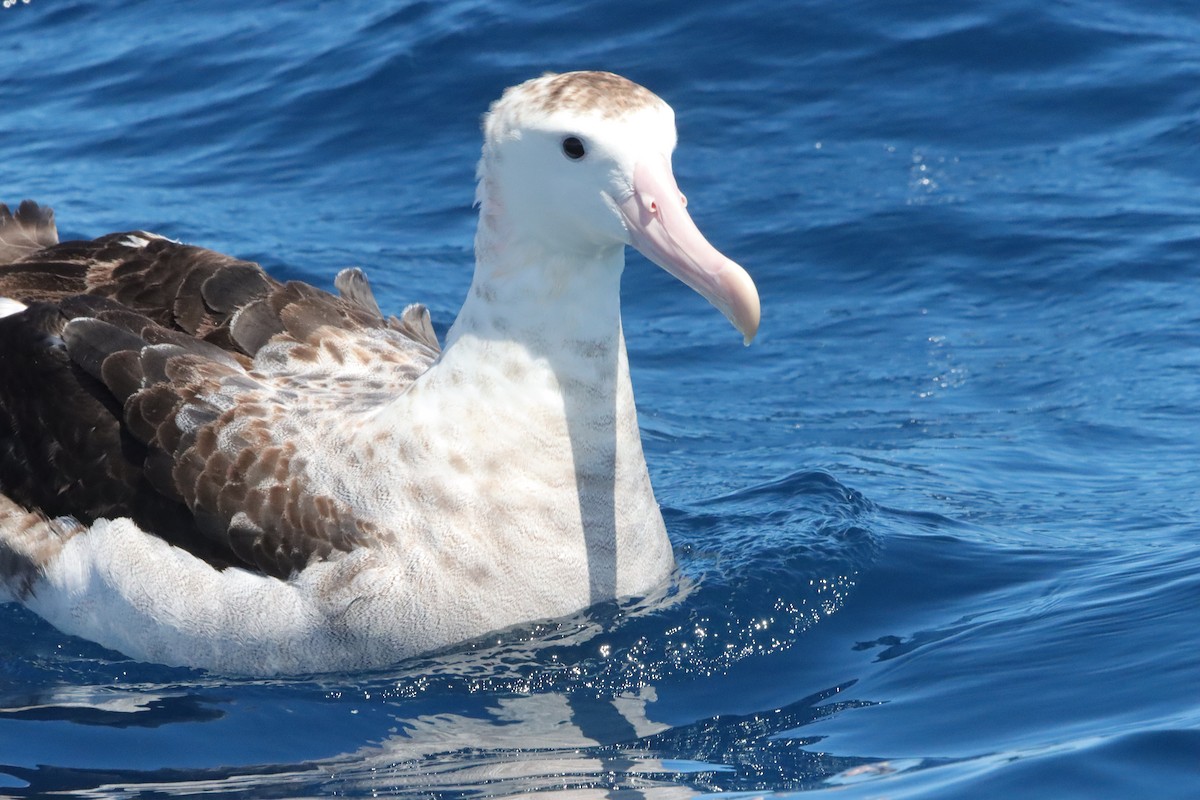 Antipodean Albatross (Gibson's) - ML645187361