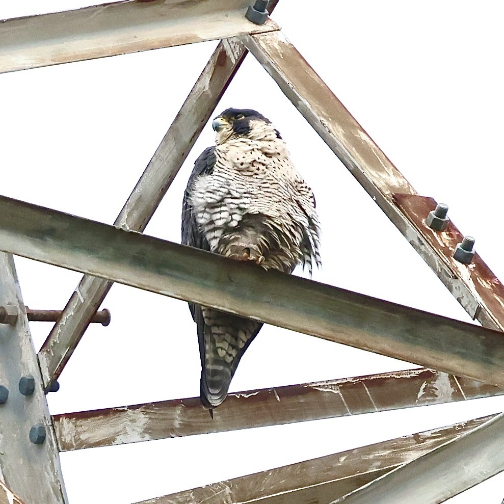 遊隼 - ML645187370