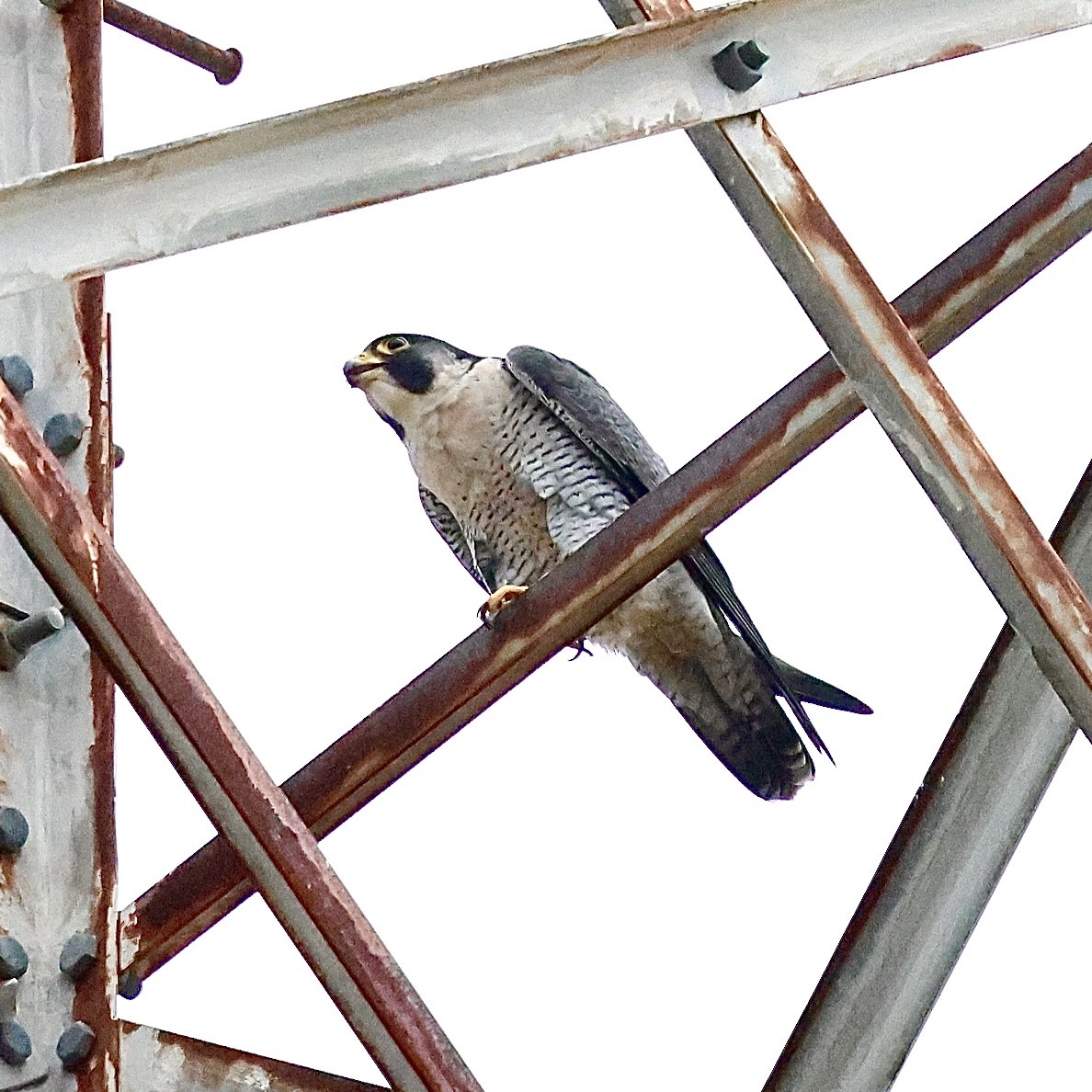 遊隼 - ML645187371