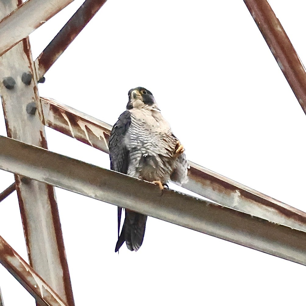 遊隼 - ML645187372