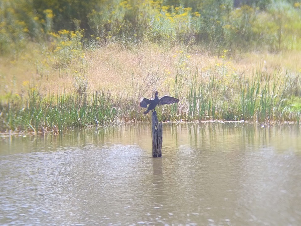 storskarv - ML645187378