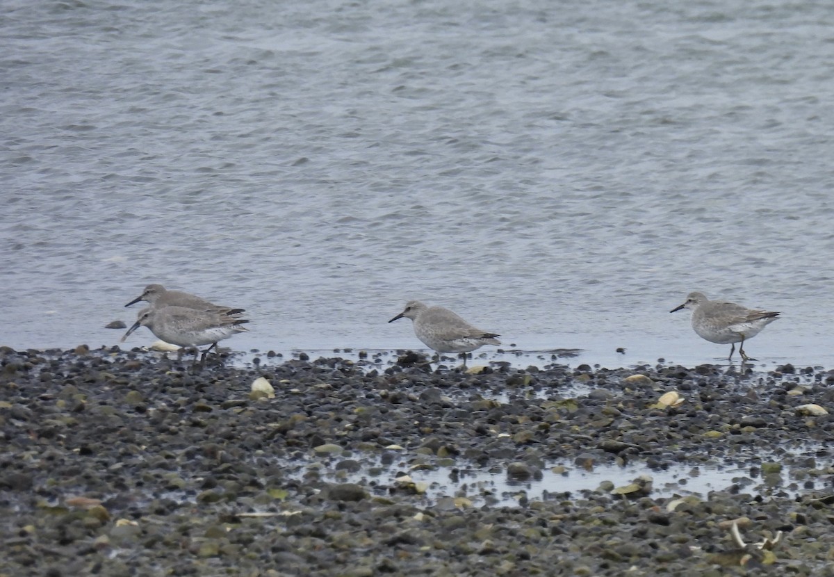 jespák rezavý - ML645187382