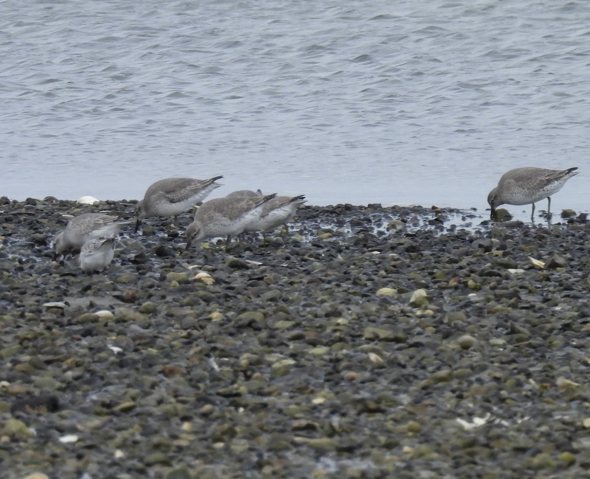 jespák rezavý - ML645187386