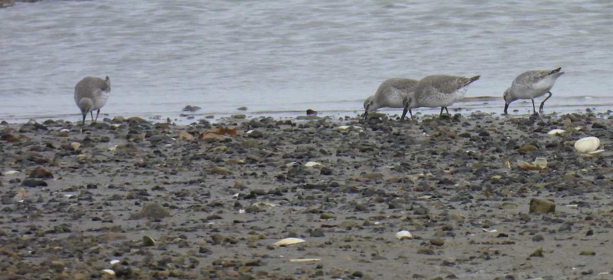 jespák rezavý - ML645187390