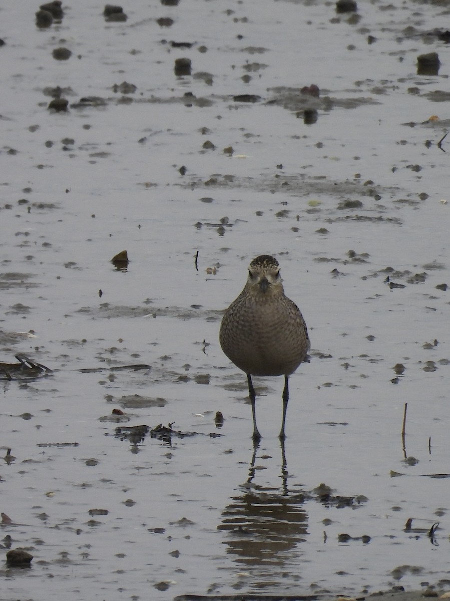 kulík bledý - ML645187396