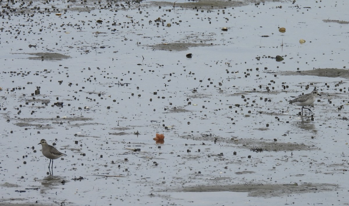 kulík bledý - ML645187398