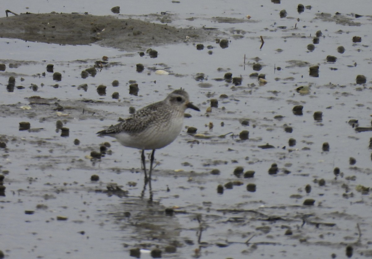 kulík bledý - ML645187400