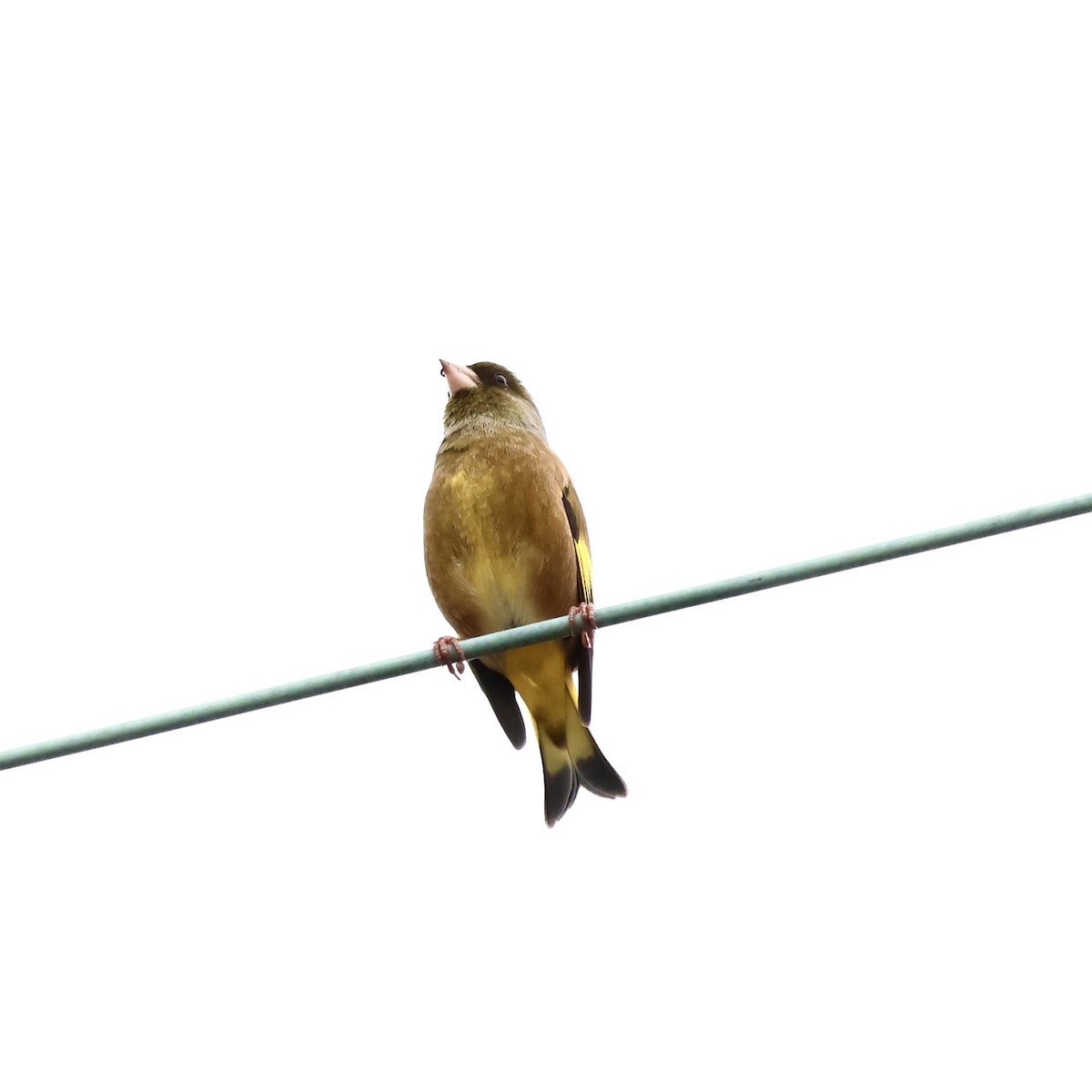 金翅雀 - ML645187402