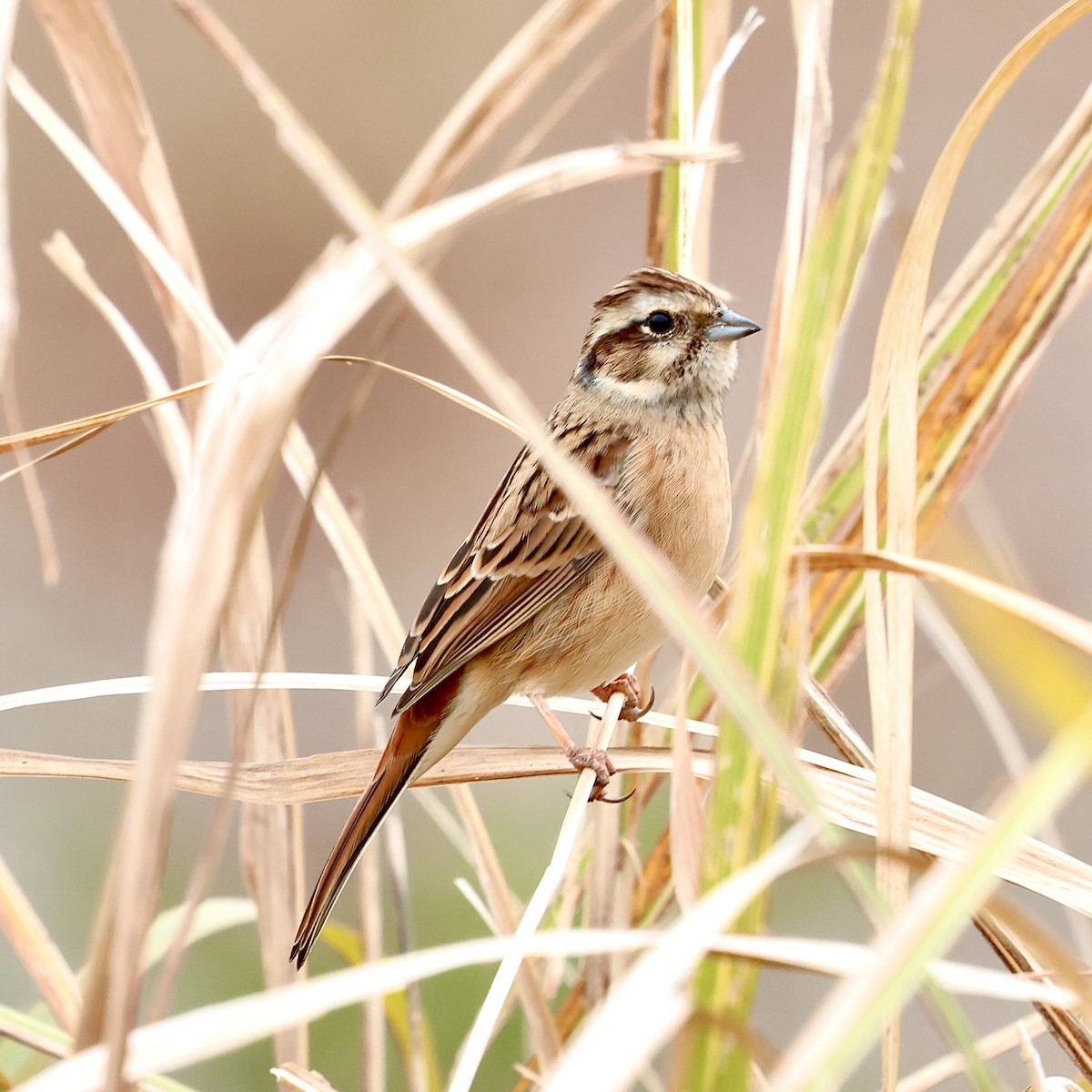 草鵐 - ML645187410