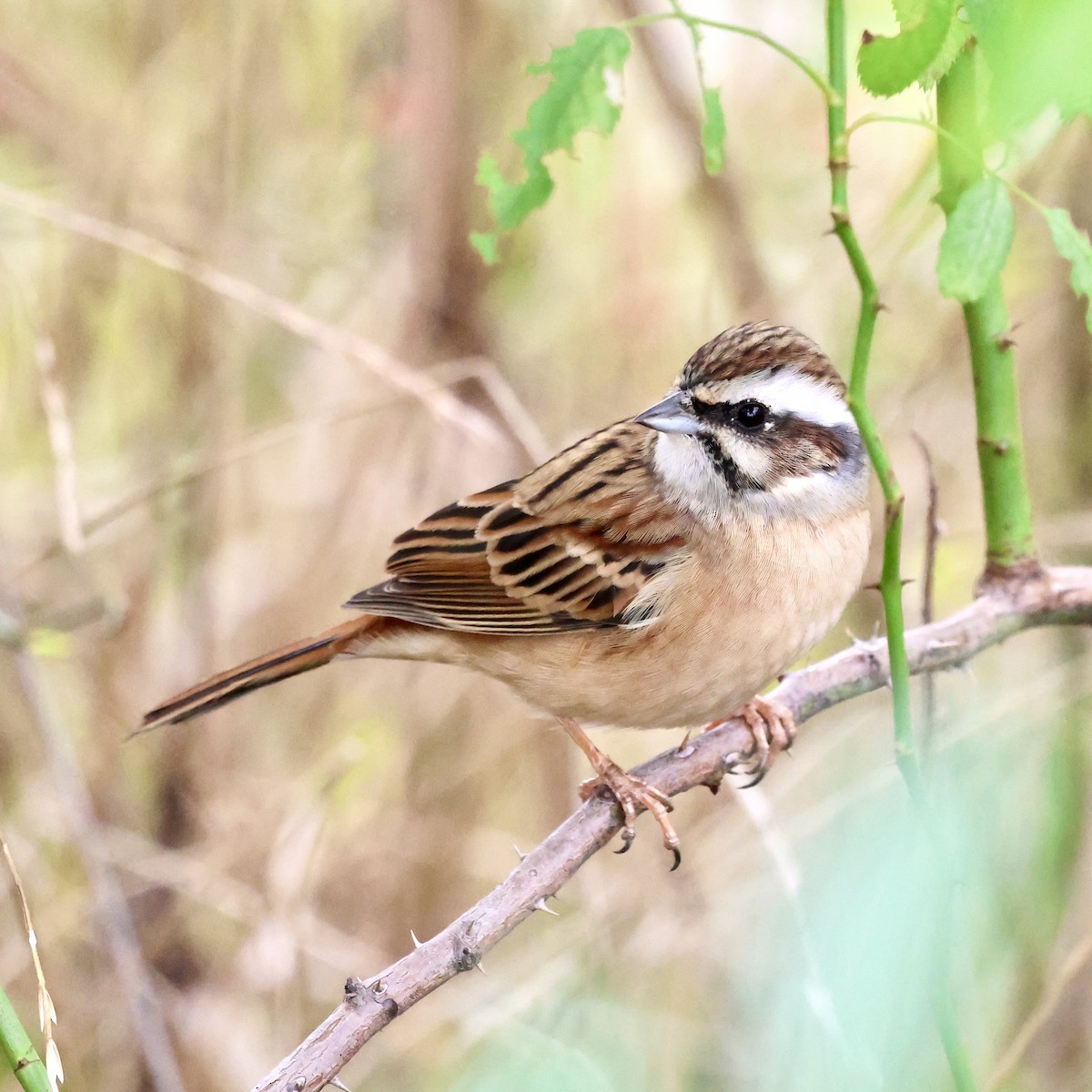 草鵐 - ML645187411