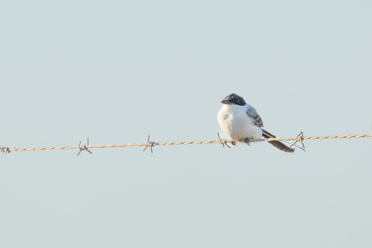 Fork-tailed Flycatcher (monachus) - ML645187449
