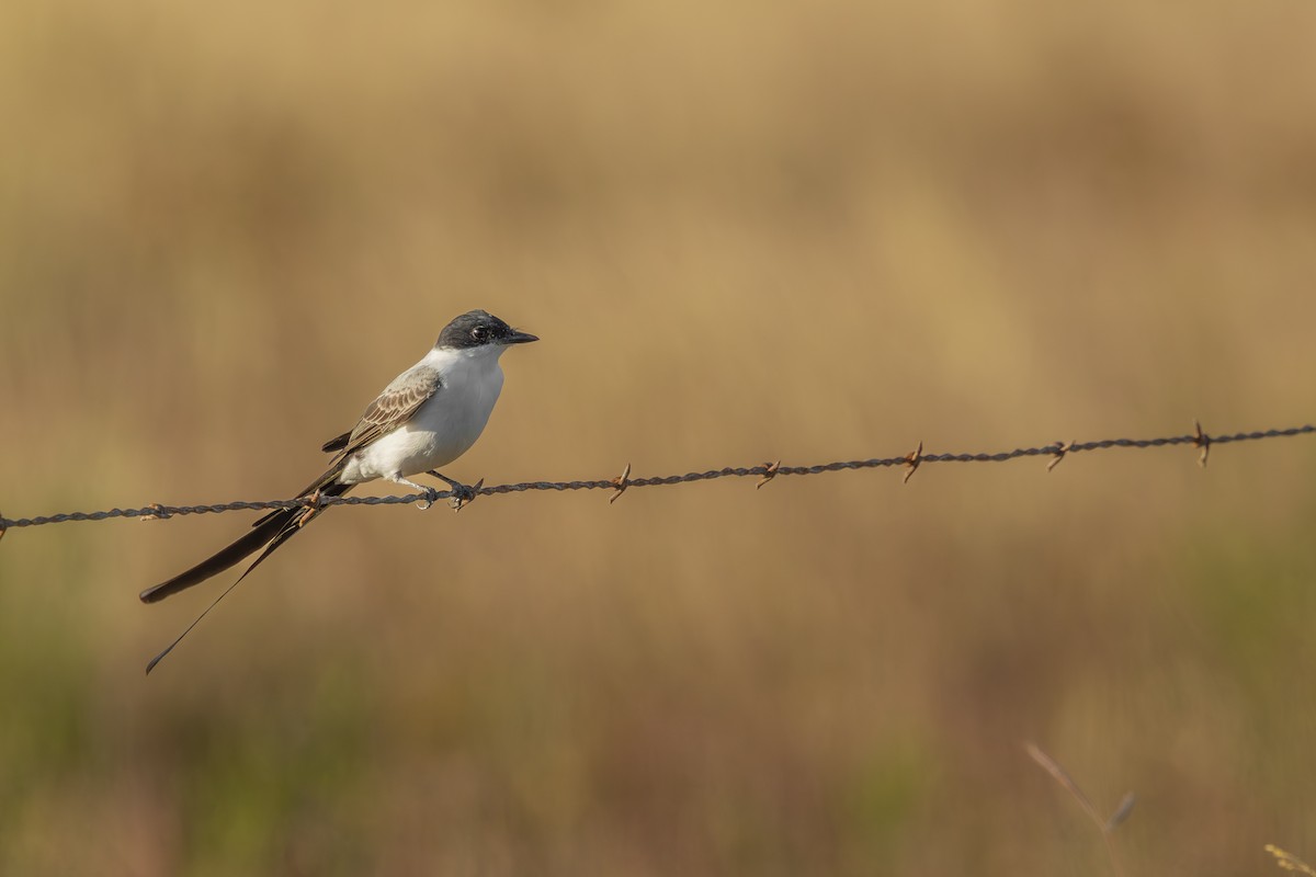 Fork-tailed Flycatcher (monachus) - ML645187450