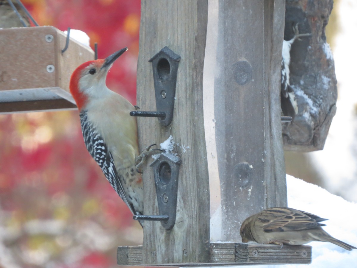 Carpintero de Carolina - ML645187461