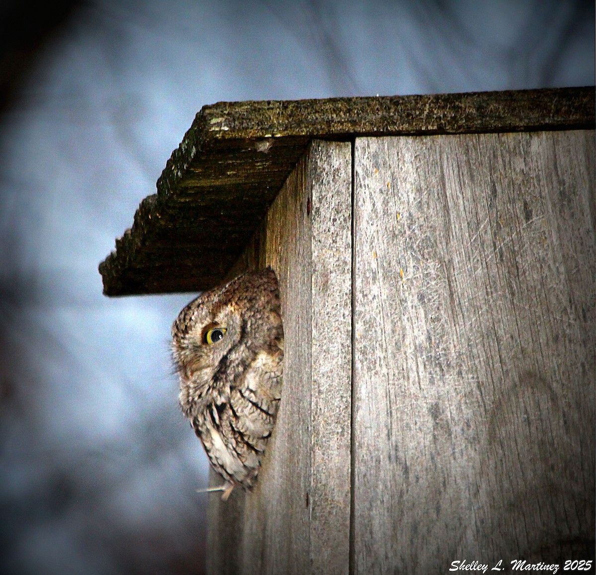 Eastern Screech-Owl - ML645187471