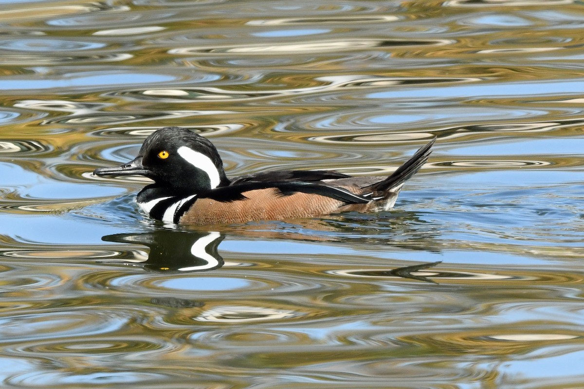 Hooded Merganser - ML645187499