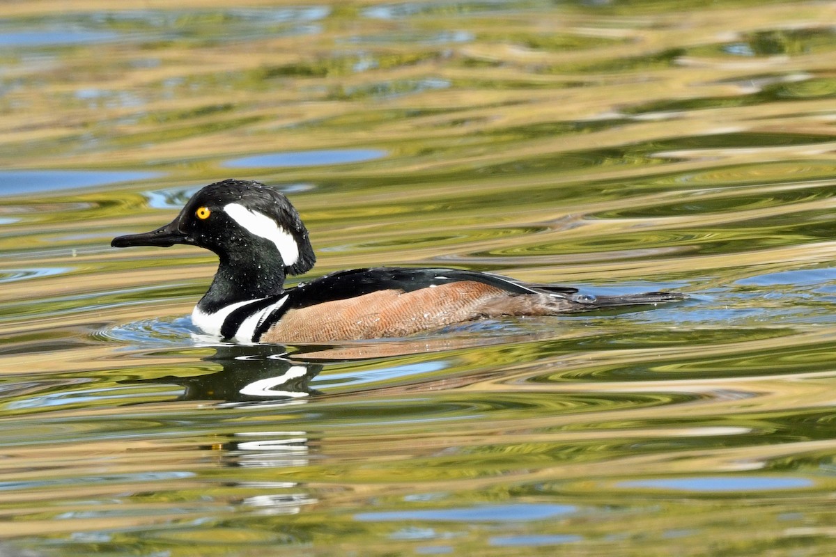 Hooded Merganser - ML645187500