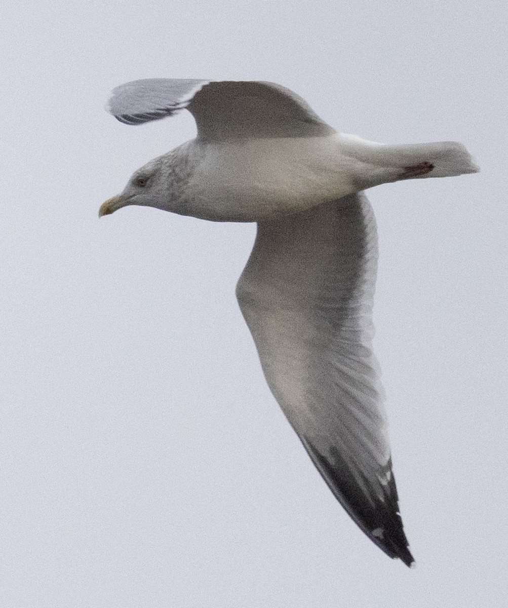 American Herring Gull - ML645187507