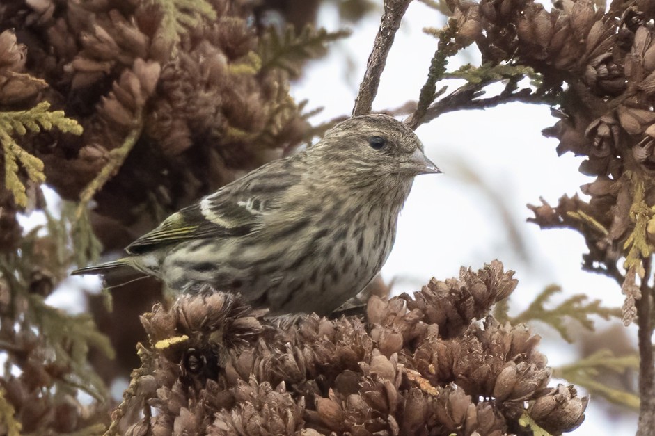 Pine Siskin - ML645187541
