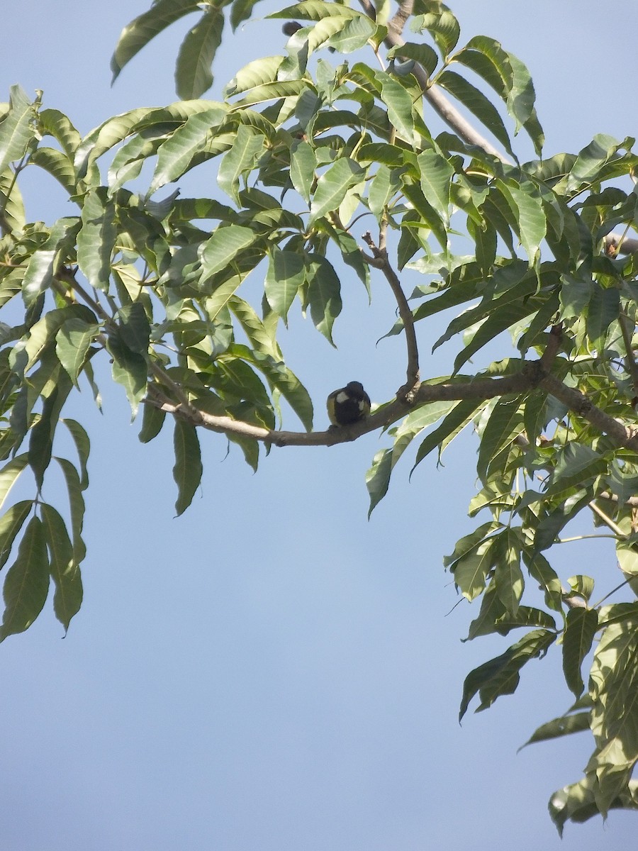 Carbonero Dorsiverde - ML645187552