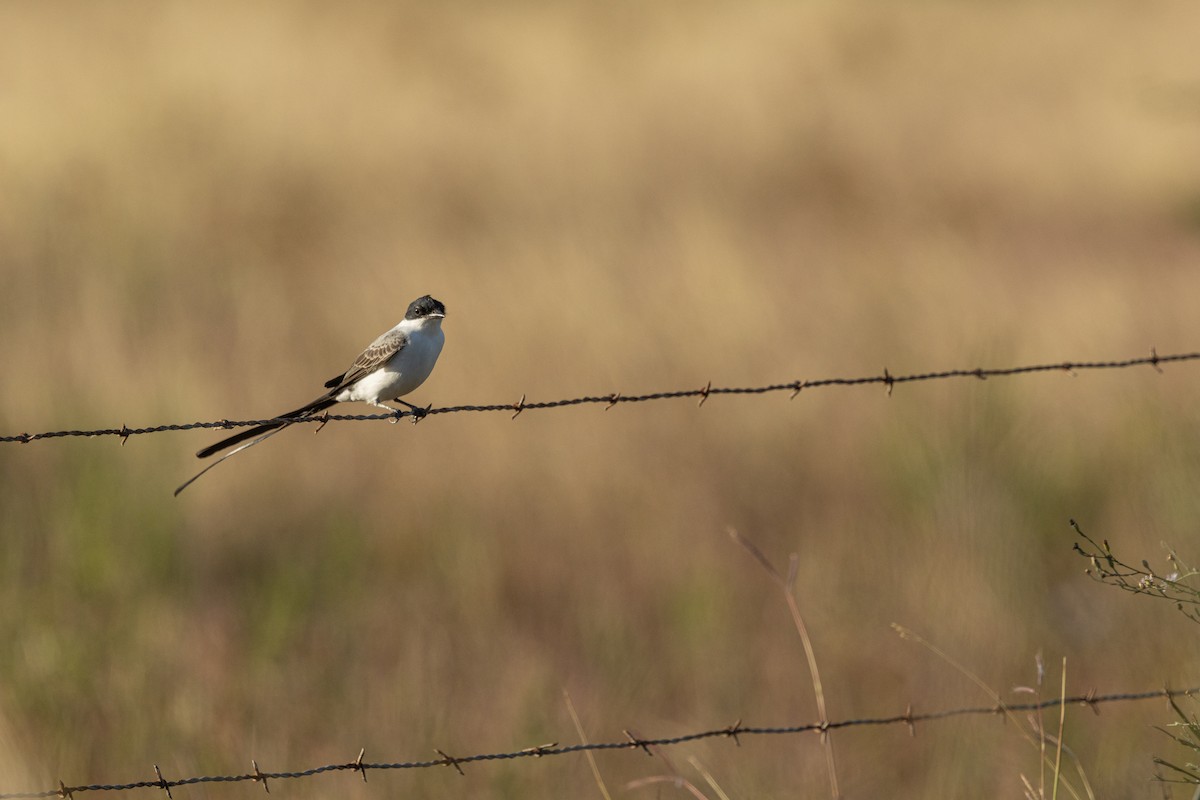 Fork-tailed Flycatcher (monachus) - ML645187556