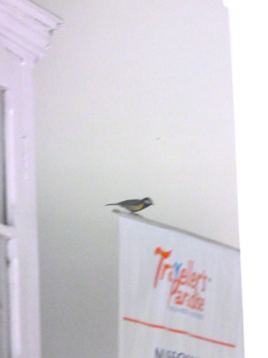 Carbonero Dorsiverde - ML645187569