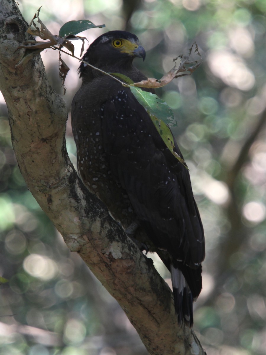 Хохлатый змееяд - ML645187576