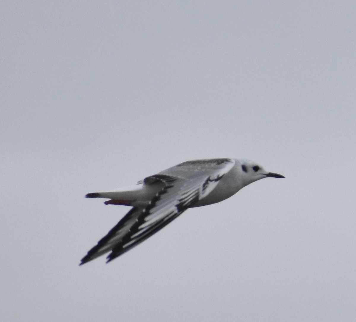 Bonaparte's Gull - ML645187585