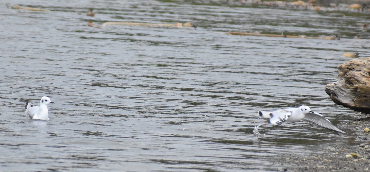 Bonaparte's Gull - ML645187586