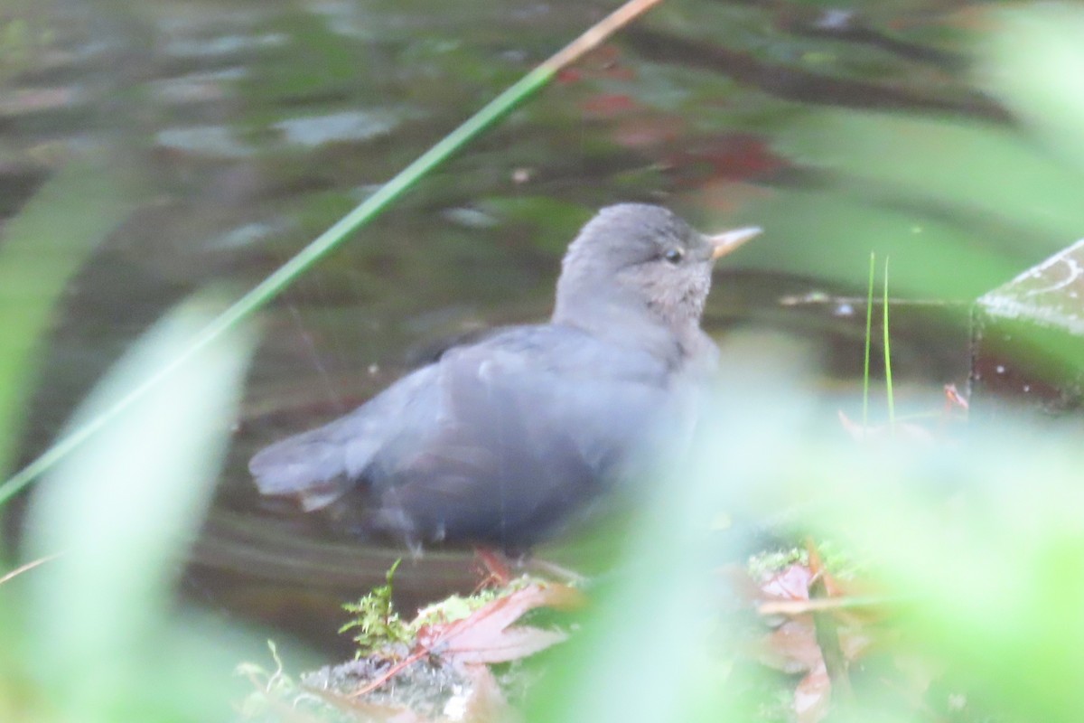 gråfossekall - ML645187591