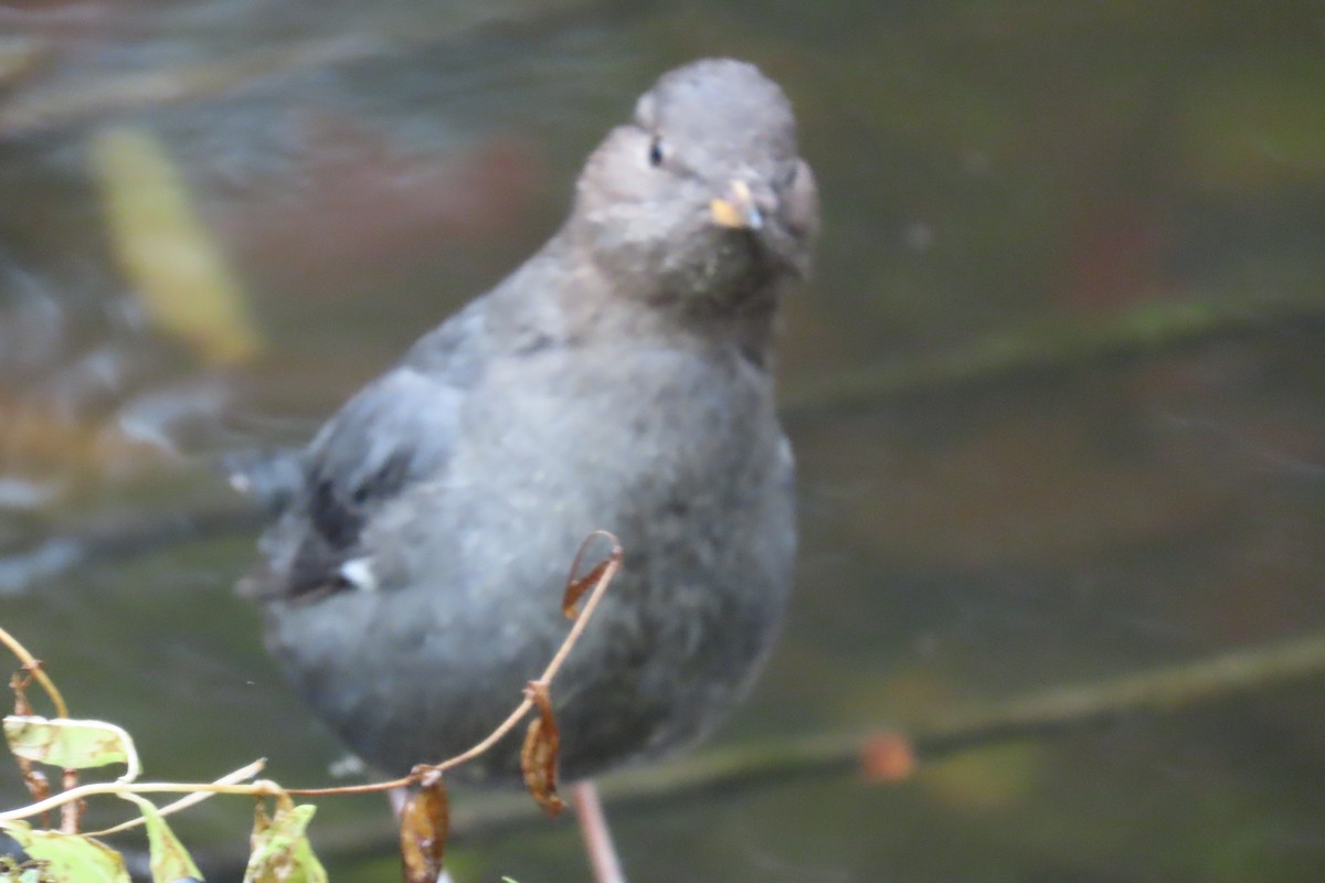 gråfossekall - ML645187594