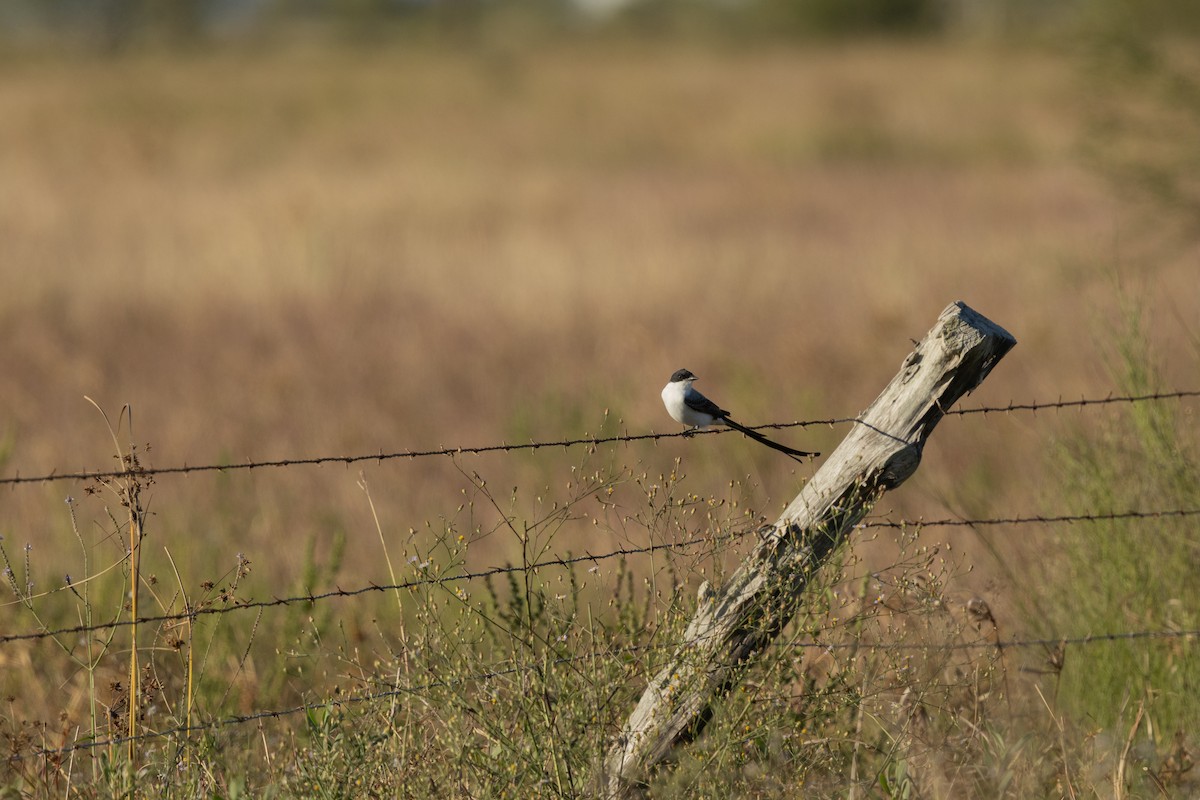 Fork-tailed Flycatcher (monachus) - ML645187619