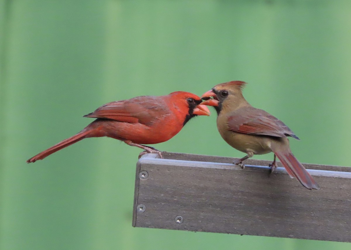 Northern Cardinal - ML645187622